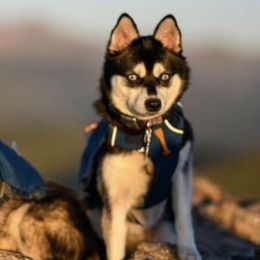 Alaskan Klee Kai from Proper Klee Kai