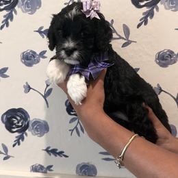 Maddy - Black and white female Cavapoo puppy in Riverview, Florida from Doodley Doo Doodles
