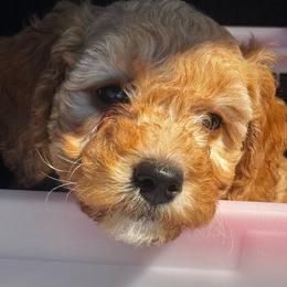 Dory - Apricot female Goldendoodle puppy in Corona, California from SoCalFamilyFrenchies, Doodles and more