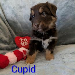 Cupid - Red tri-color male Australian Shepherd puppy in Parker, Colorado from Legacy Ranch Australian Shepherds