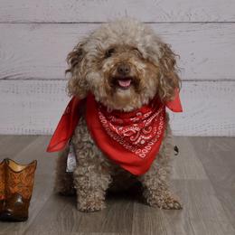 Mocha - Poodle