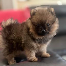 Trinity - Pomeranian