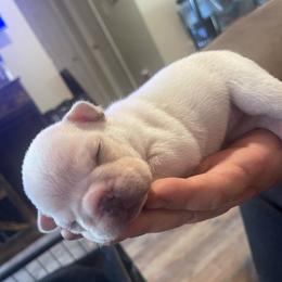 Layla - White female Bulldog puppy in Seneca, South Carolina from Burrell’s Bulldog Kingdom