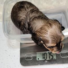 Dachshund Puppies from CLARK'S BREEDING PROGRAM