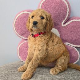 ROSE - Apricot female Goldendoodle puppy in Sugar Land, Texas from Sugar Doodles