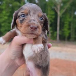 Chocolate dapple boy - Dapple male Dachshund puppy in West Plains, Missouri from Spring Creek Dachshunds