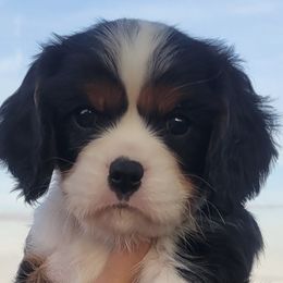 Cavalier King Charles Spaniels from A&B kennel