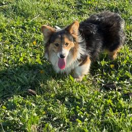 FALL - Black and tan male Pembroke Welsh Corgi puppy in Heyworth, Illinois from Schumaker Corgis