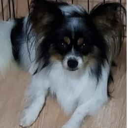 Rowdy - Papillon