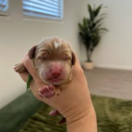 Green collar - Apricot male Goldendoodle puppy in Surprise, Arizona from AZ Ohana Doodles