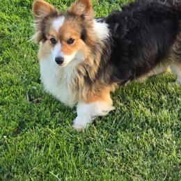 Milley - Black and tan female Pembroke Welsh Corgi puppy in Walker, Iowa from Double K Corgis