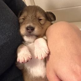 Autumn Gold - Sable female Collie puppy in Columbus, Ohio from Covenant Collies