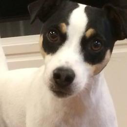 Macie - Jack Russell Terrier