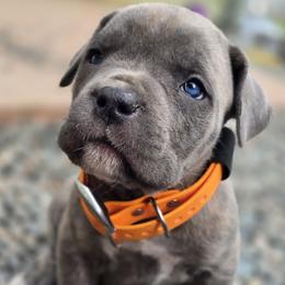 Cane Corso Puppies from Willow Creek Cane Corsos