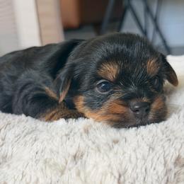 Spicy - Black and tan female Yorkshire Terrier puppy in Chesapeake, Virginia from Prestige Yorkies of Virginia