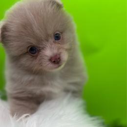 Boy 2 - Lavender male Pomeranian puppy in Brentwood, California from Royalpawpoms
