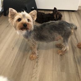 Yorkshire Terrier Puppies from Jackie Jenny’s Precious Yorkies