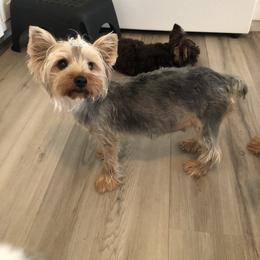 Yorkshire Terrier Puppies from Jackie Jenny’s Precious Yorkies