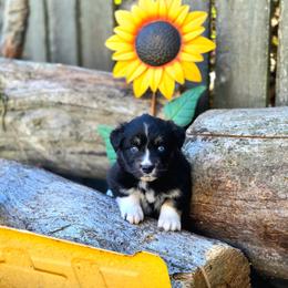 Vesper - Black tri-color female Australian Shepherd puppy in Salem, Oregon from Steady Aim Aussies