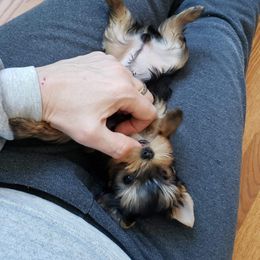 Yorkshire Terrier Puppies from LuvStruck Yorkies