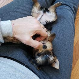 Yorkshire Terrier Puppies from LuvStruck Yorkies