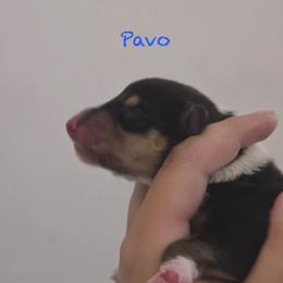 Pavo - Black white and tan male Collie puppy in Melba, Idaho from Owyhee Valley Collies & Lazy Lotus Standard Poodles