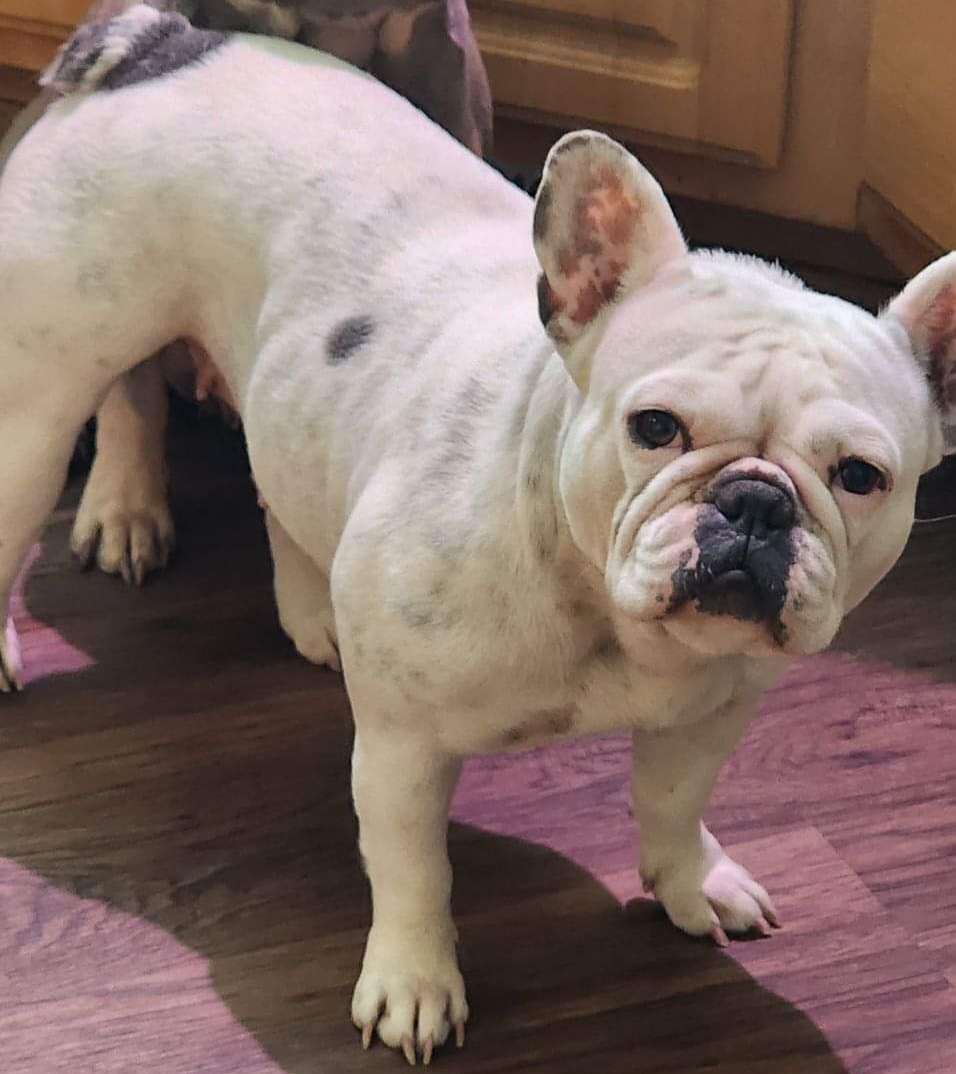 Lulu - French Bulldog
