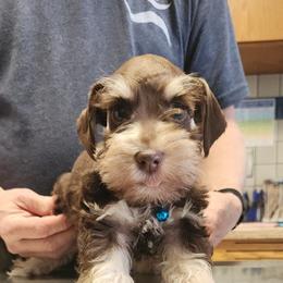 Ceaser - Liver male Miniature Schnauzer puppy in Ferndale, Washington from Blackhorse Schnauzers Washington state