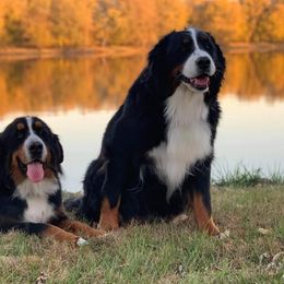 Bernedoodles and Bernese Mountain Dogs from Bernedoodles by Zee and Jewel