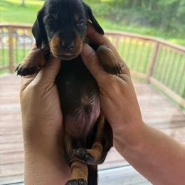 Boy 2 - Black and tan male Dachshund puppy in Marinette/Green Bay, Wisconsin from Incahoots Smooth and Wirehaired Dachshunds