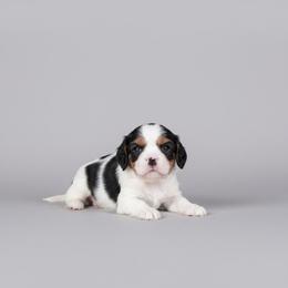 Hever - Tri-color male Cavalier King Charles Spaniel puppy in Pittsfield, Massachusetts from Lenore's Cavalier King Charles Spaniels and Afghan Hounds