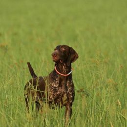 Roy - German Shorthaired Pointer