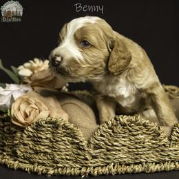 Benny - Apricot male Australian Labradoodle puppy in Cashmere, Washington from Mountain Home Doodles