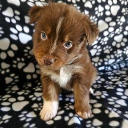 Boy 3 - Red tri-color male Miniature American Shepherd puppy in Placentia, California from Tru Cal Aussies