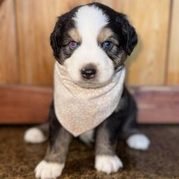 Harbor - Black tri-color male Australian Shepherd puppy in Newton, Mississippi from Bright Star Aussies