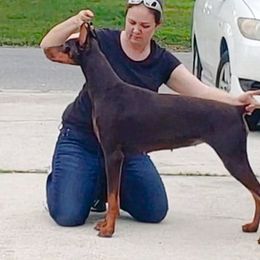 Emmy - Doberman Pinscher