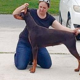 Emmy - Doberman Pinscher