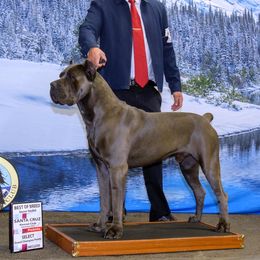 AKC Champion Maximus - Cane Corso