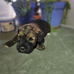 Rudolph - Sable male Aussiedoodle puppy in Indiahoma, Oklahoma from Phamily Doodles