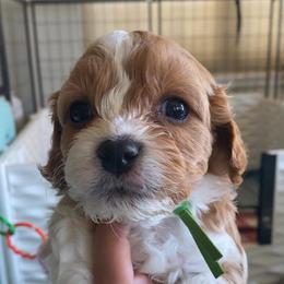 Kevin McAllister - Blenheim male Cavapoo puppy in Van Alstyne, Texas from Home Grown Puppies