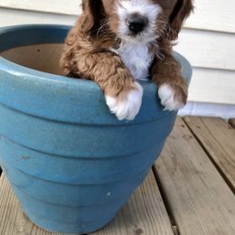 Cavapoo Puppies from Painter Cavapoos