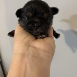 Orange collar - Black and tan male Shih Tzu puppy in Kosciusko, Mississippi from The Dog House LLC