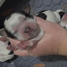 Creek - Tri-Roan male English Springer Spaniel puppy in Fort White, Florida from Thunderbird Springers
