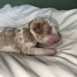 Bernedoodle Puppies from Double B Doodles