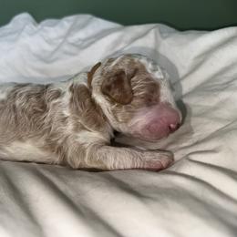 Bernedoodle Puppies from Double B Doodles