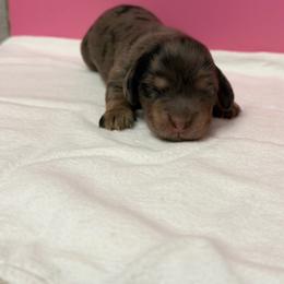 Girl 2 - Dapple female Dachshund puppy in Oroville, California from Barnes’ Doxies