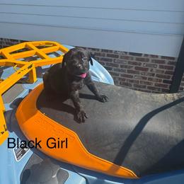 H pink - Black female Cane Corso puppy in Laplace, Louisiana from BFM Cane Corso’s