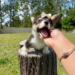 Dior - Black and tan female American Corgi puppy in Florida from Sunrise Corgis