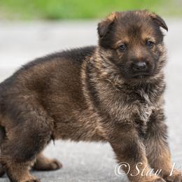 P'Green Male 3 - Sable male German Shepherd puppy in Alum Creek, West Virginia from Stay Wild K9