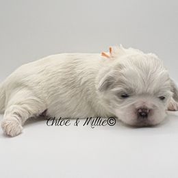 White and Gold Male - Orange Collar - Gold and white male Shih Tzu puppy in Crawfordsville, Indiana from Swaying Sycamore Farm